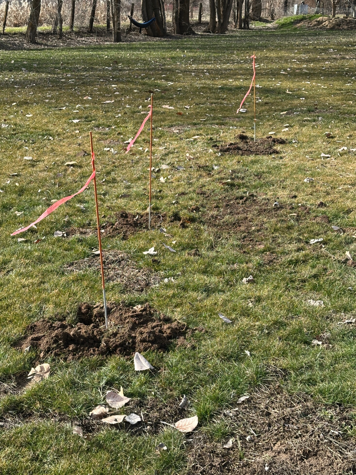 Lawn damaged by gopher mounds and tunnels